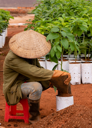 Avocado-farmer-in-Viet-Nam